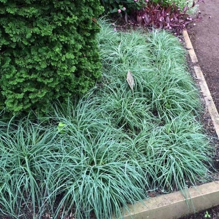 Viksva Melsvoji ( LOT. CAREX FLACCA) "BLUE ZINGER" C3 20-25CM-VIKSVOS-SMILGOS - VARPINIAI AUGALAI