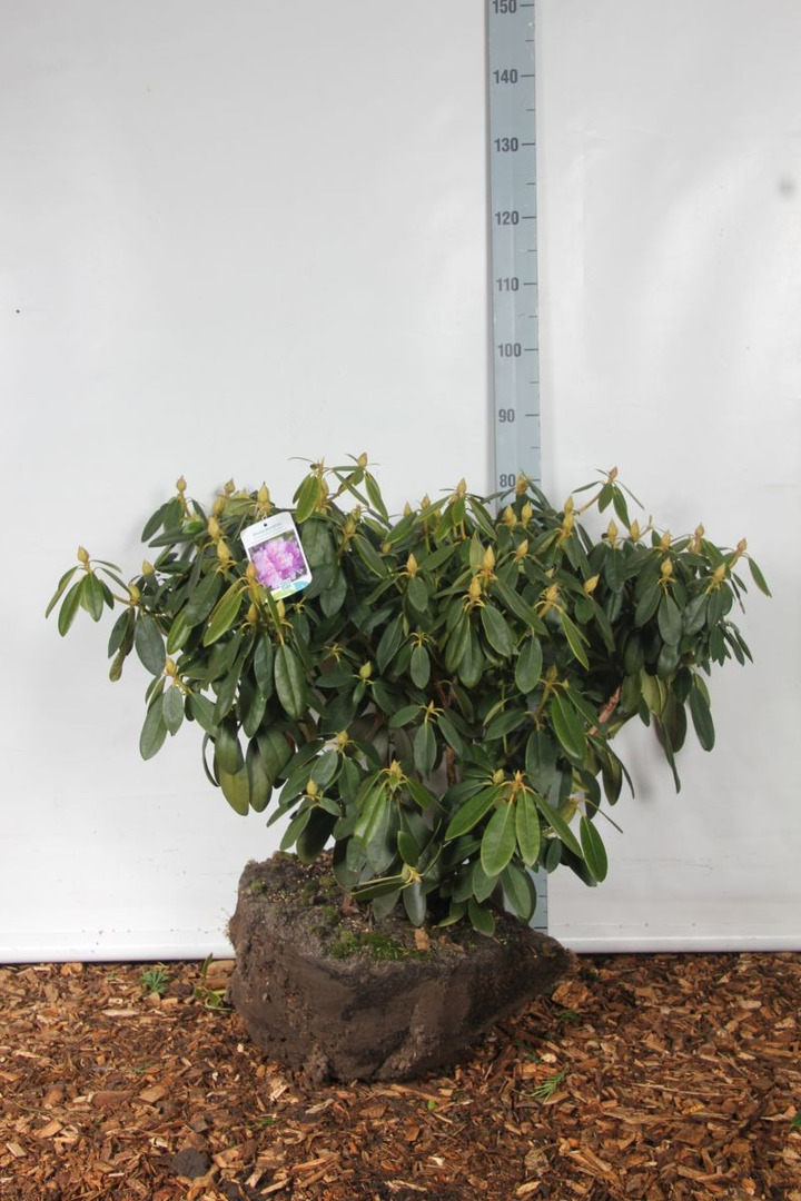 Rododendras (Lot Rhododendron) 'Catawb. Grandiflorum' 60-70 CM RB