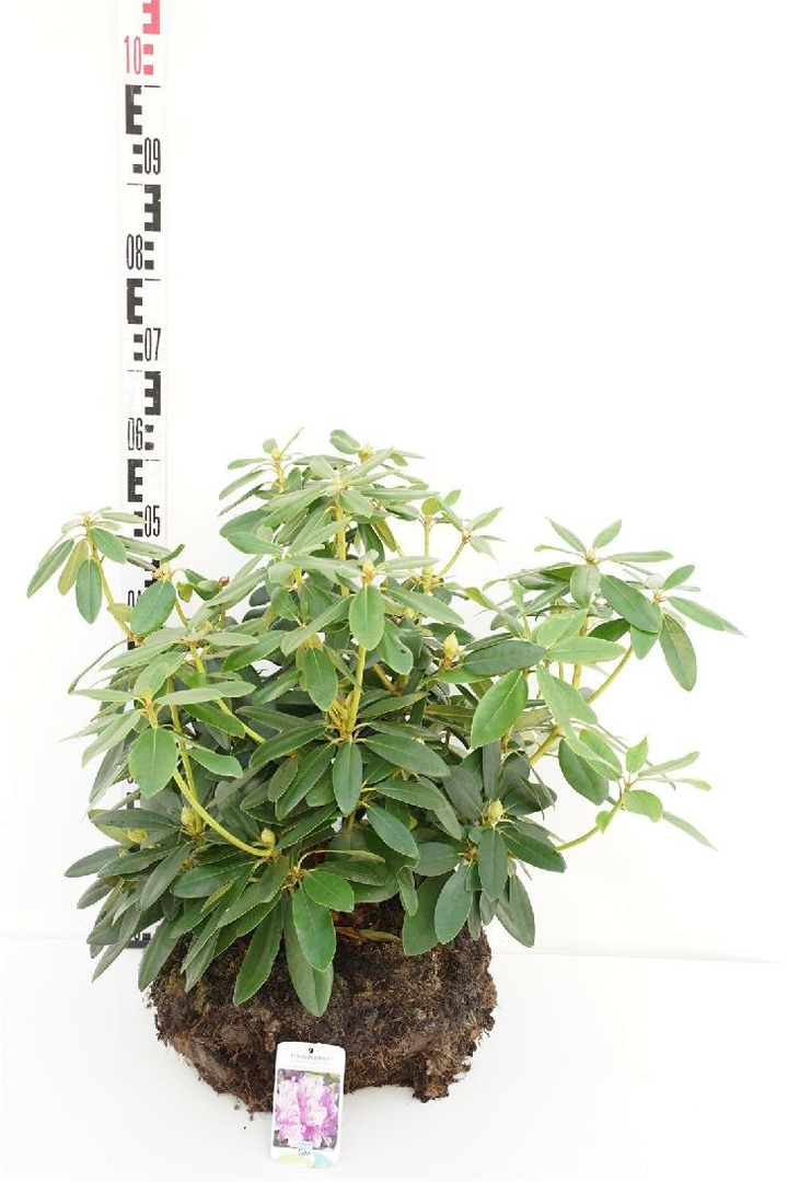 Rododendras (Lot Rhododendron) 'Catawb. Grandiflorum' 40-60 CM RB
