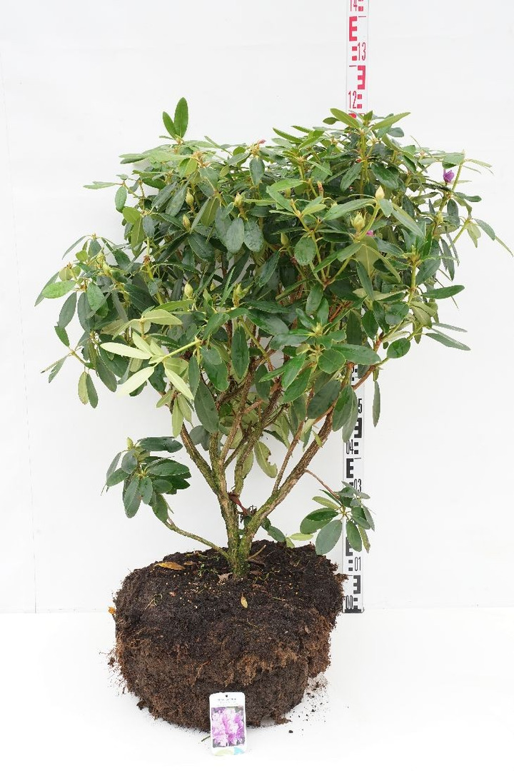 Rododendras (Lot Rhododendron) 'Catawb. Grandiflorum' 90-100 CM RB