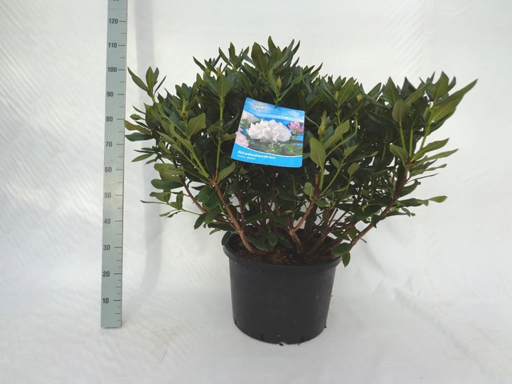 Rododendras (Lot Rhododendron) 'Cunningham's White' C40 80/+ CM