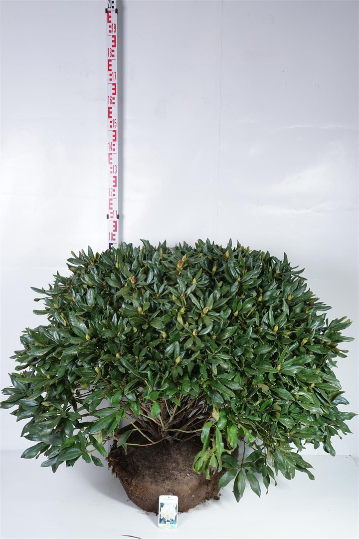 Rododendras (Lot Rhododendron) 'Cunningham's White' 80-90 CM RB EXTRA