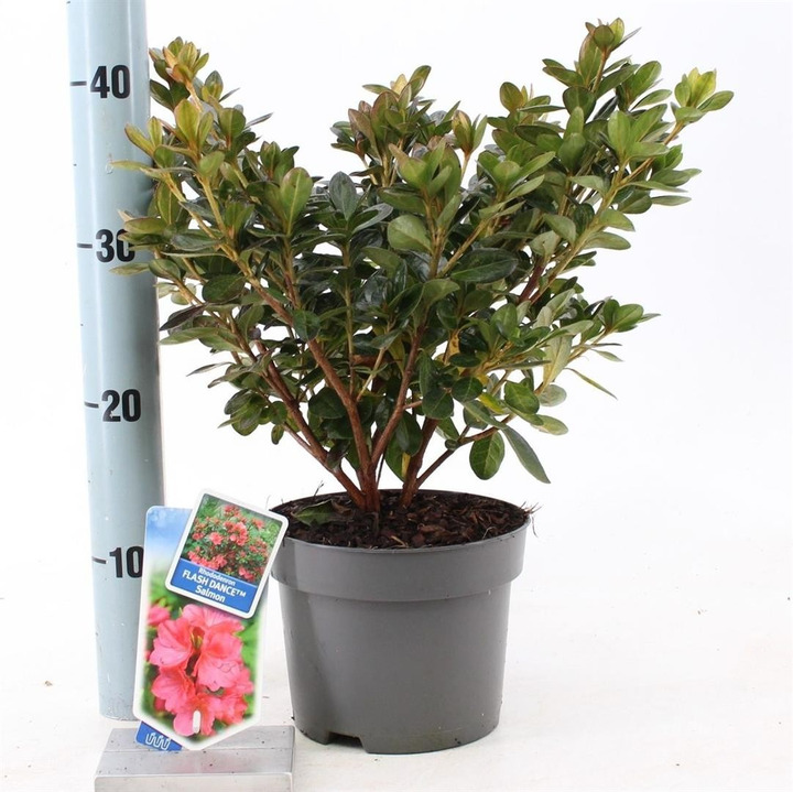Rododendras (Lot Rhododendron) 'Flash Dance Salmon' C2/P17 20-25 CM