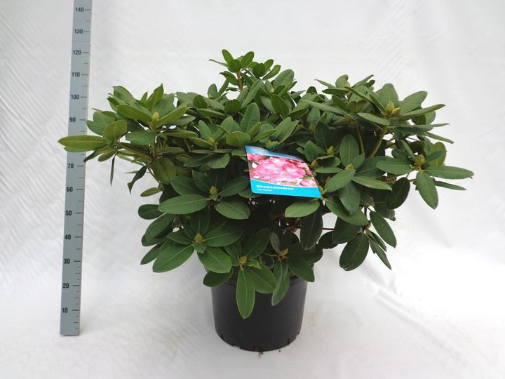 Rododendras (Lot Rhododendron) 'Germania' C40 80/+ CM
