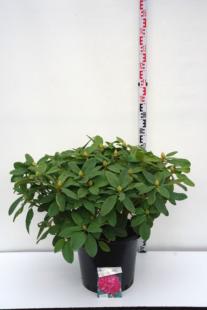Rododendras (Lot Rhododendron) 'Germania' C30 70-80 CM