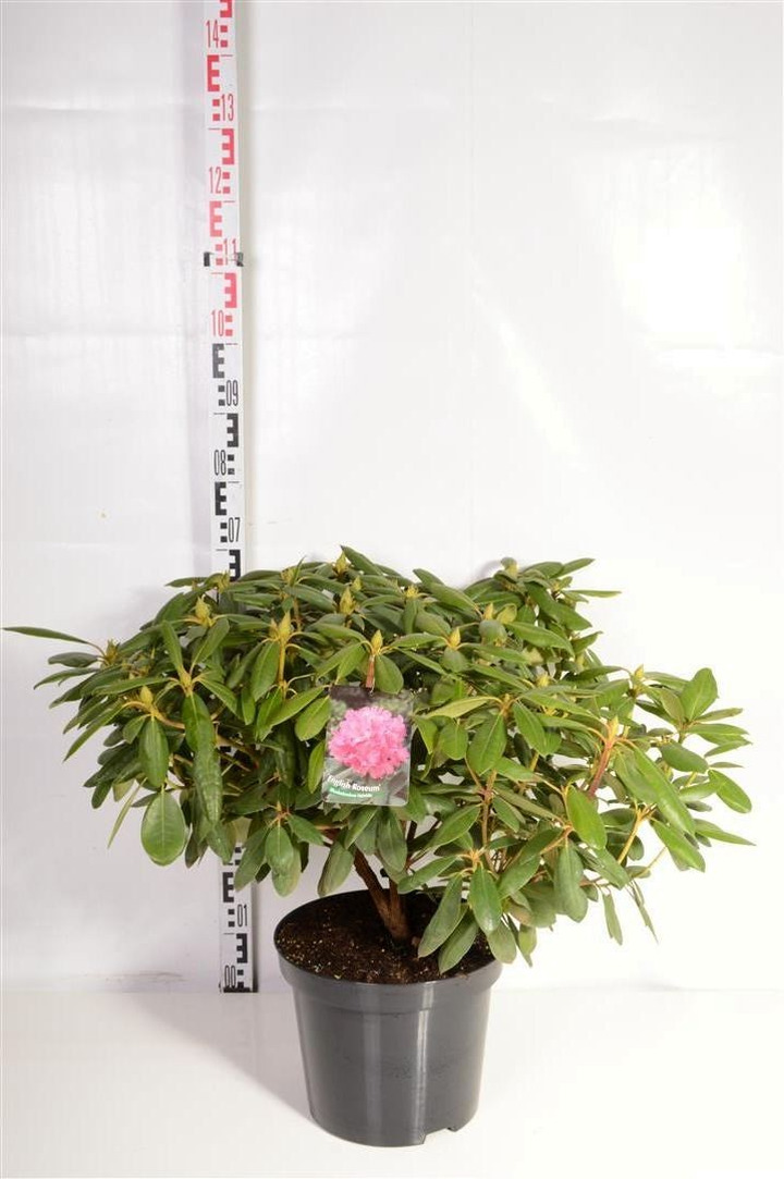 Rododendras (Lot Rhododendron) 'Germania' C30 70-80 CM