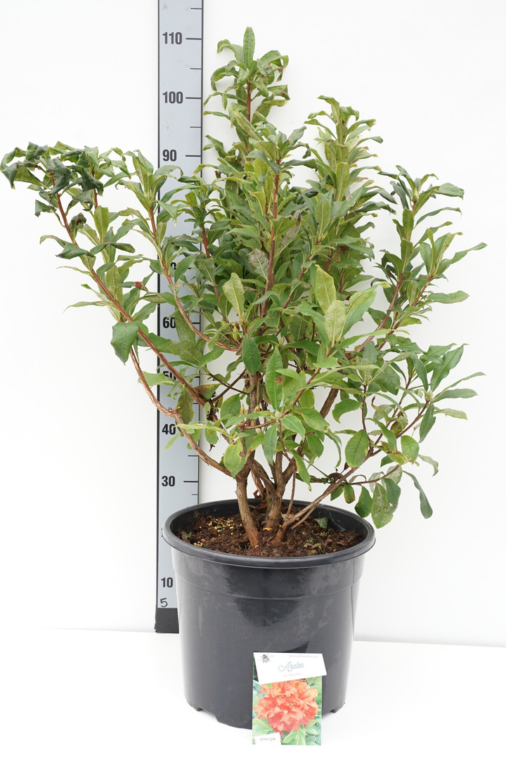 Rododendras (Lot Rhododendron) 'Gibraltar' C20 60/+ CM