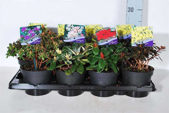 Rododendras MIX (Lot Rhododendron in)  C1/P13 15-20 CM