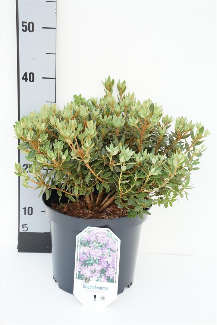 Rododendras (Lot Rhododendron) 'Impeditum Select' C5/P23 30/+ CM