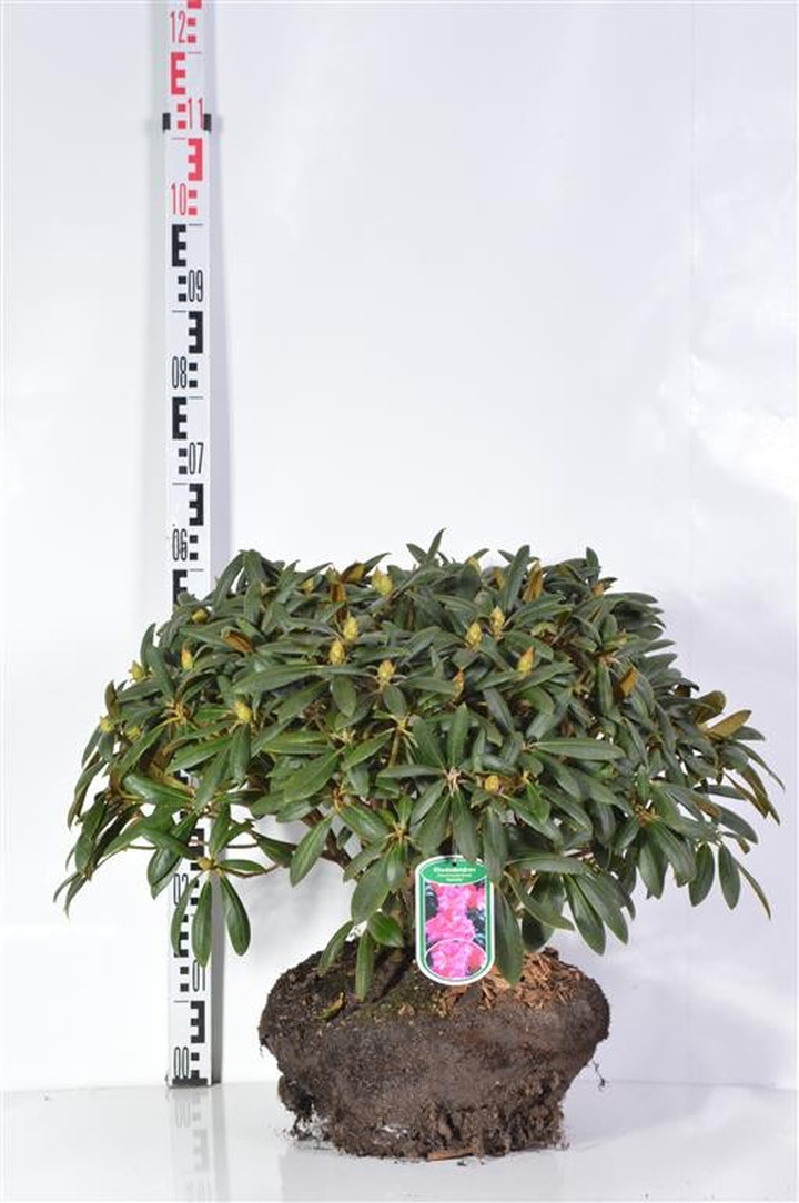 Rododendras Jakušimaninis (Lot Rhododendron (Y)) 'Kalinka' 50-60 CM RB