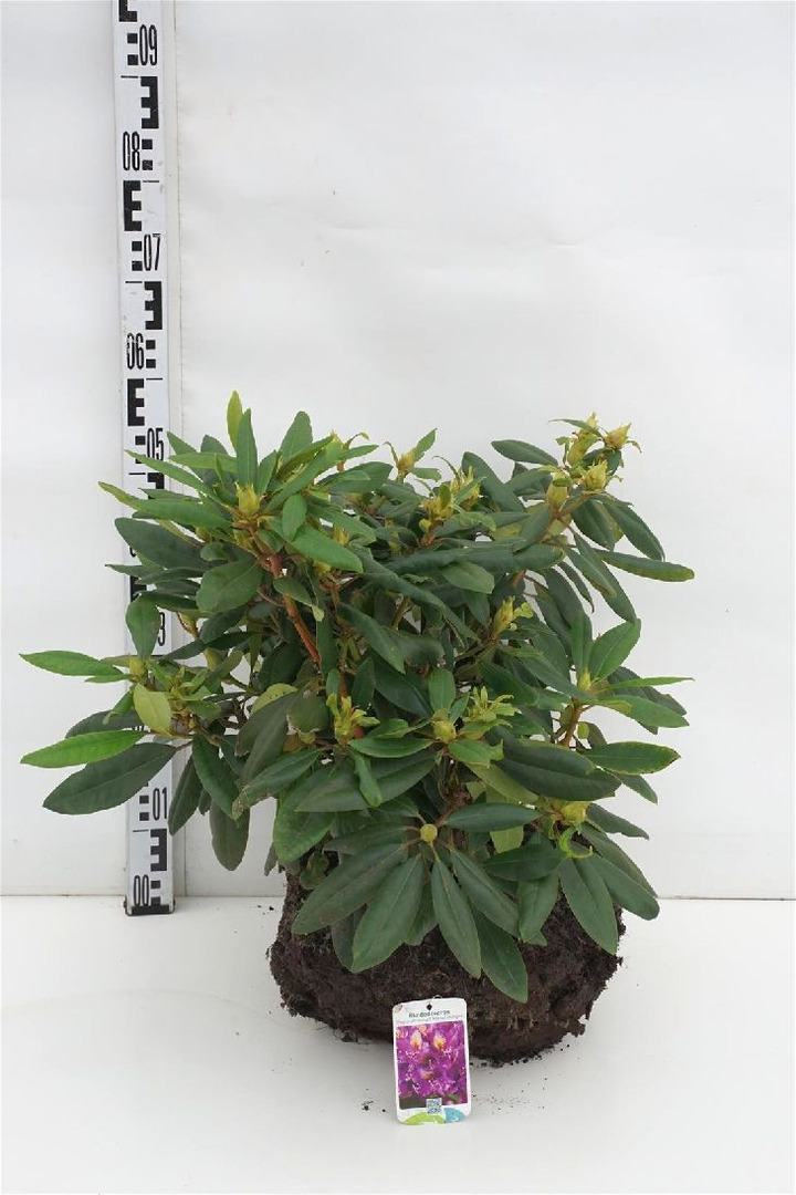 Rododendras (Lot Rhododendron) 'Marcel Menard' 40-50 CM RB