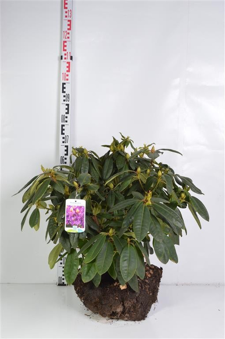 Rododendras (Lot Rhododendron) 'Marcel Menard' 50-60 CM RB