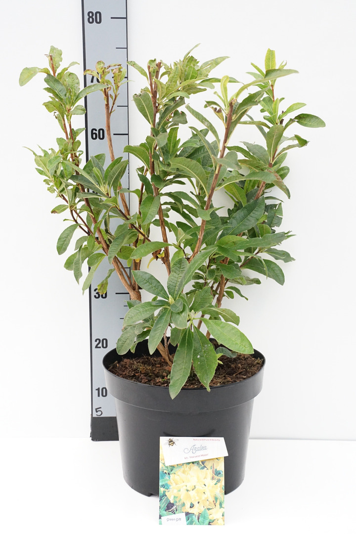Rododendras (Lot Rhododendron) 'Harvest Moon' C10 50-60 CM