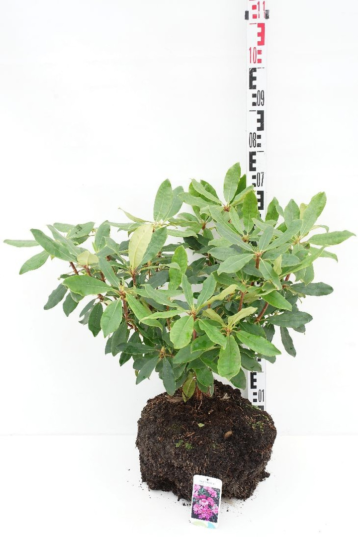 Rododendras pontinis (Lot Rhododendron pont.) 'Roseum' 40-60 CM RB