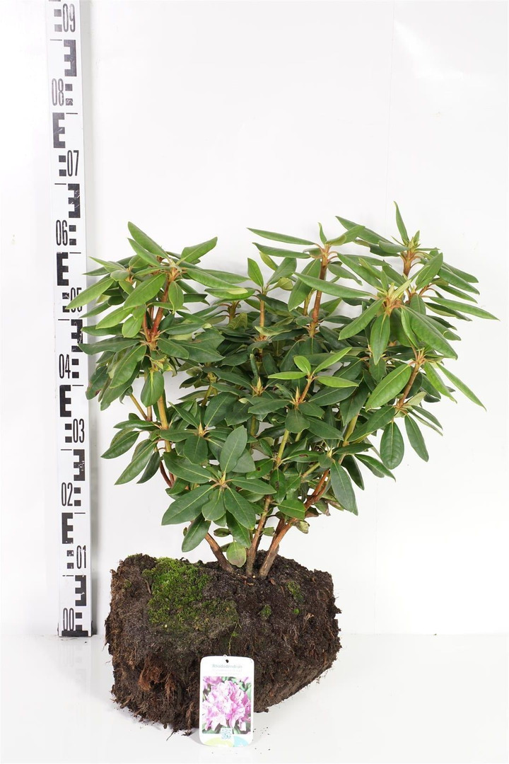 Rododendras (Lot Rhododendron) 'Roseum Elegans' 40-60 CM RB