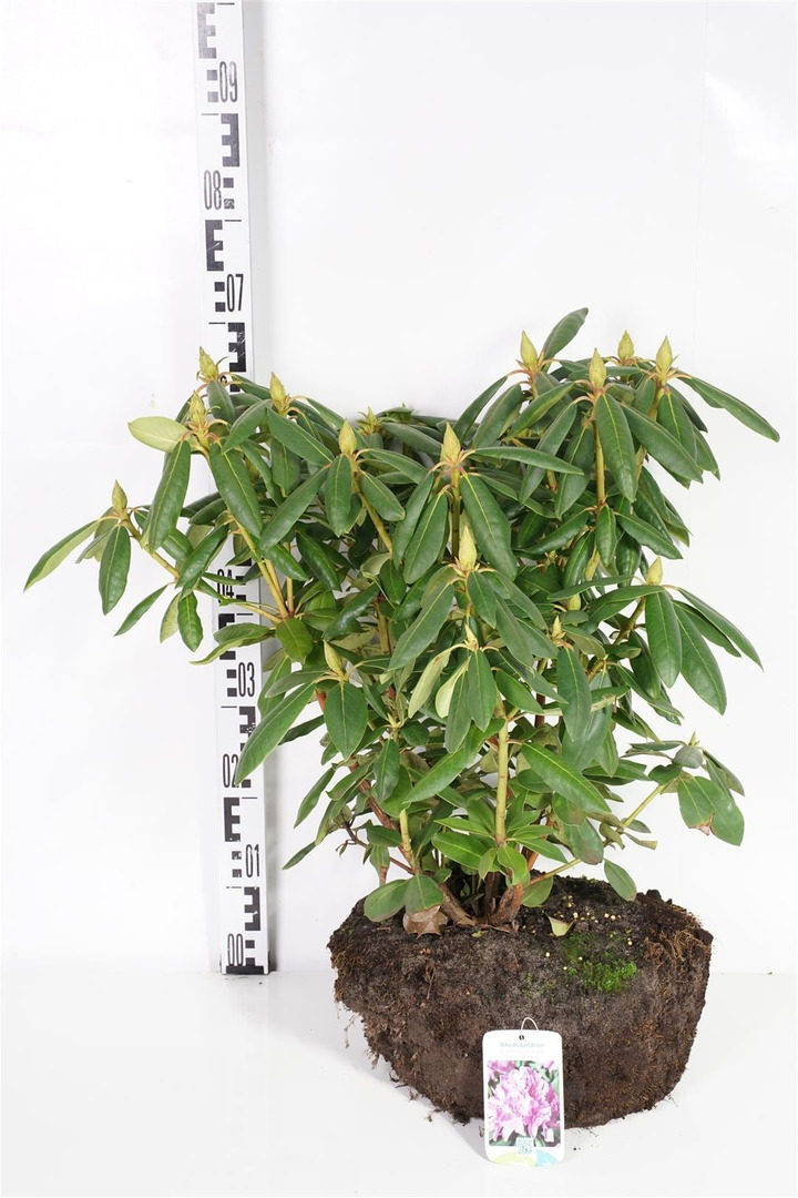 Rododendras (Lot Rhododendron) 'Roseum Elegans' 50-60 CM RB  EXTRA TRNSPL