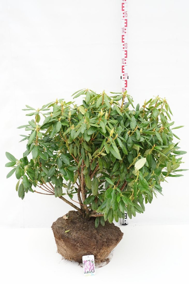 Rododendras (Lot Rhododendron) 'Roseum Elegans' 80-90 CM RB EXTRA TRNSPL