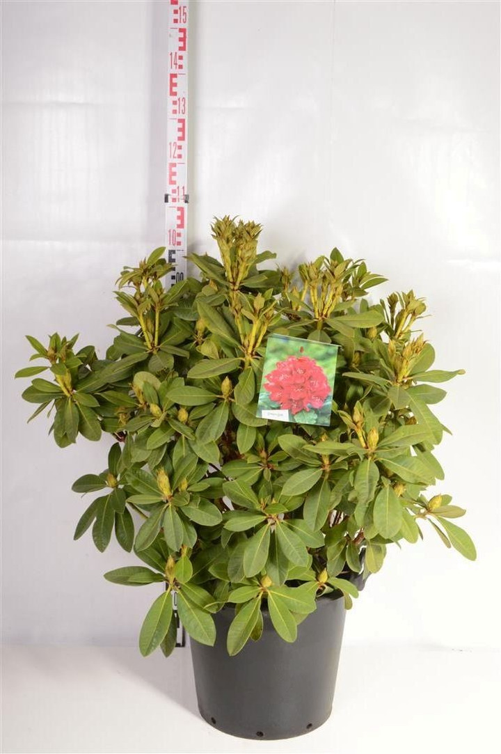 Rododendras (Lot Rhododendron) 'Red Jack' C30 70-80 CM