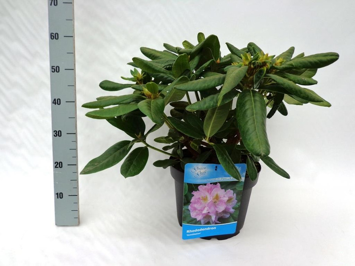Rododendras (Lot Rhododendron) 'Scintillation' C10 50-60 CM