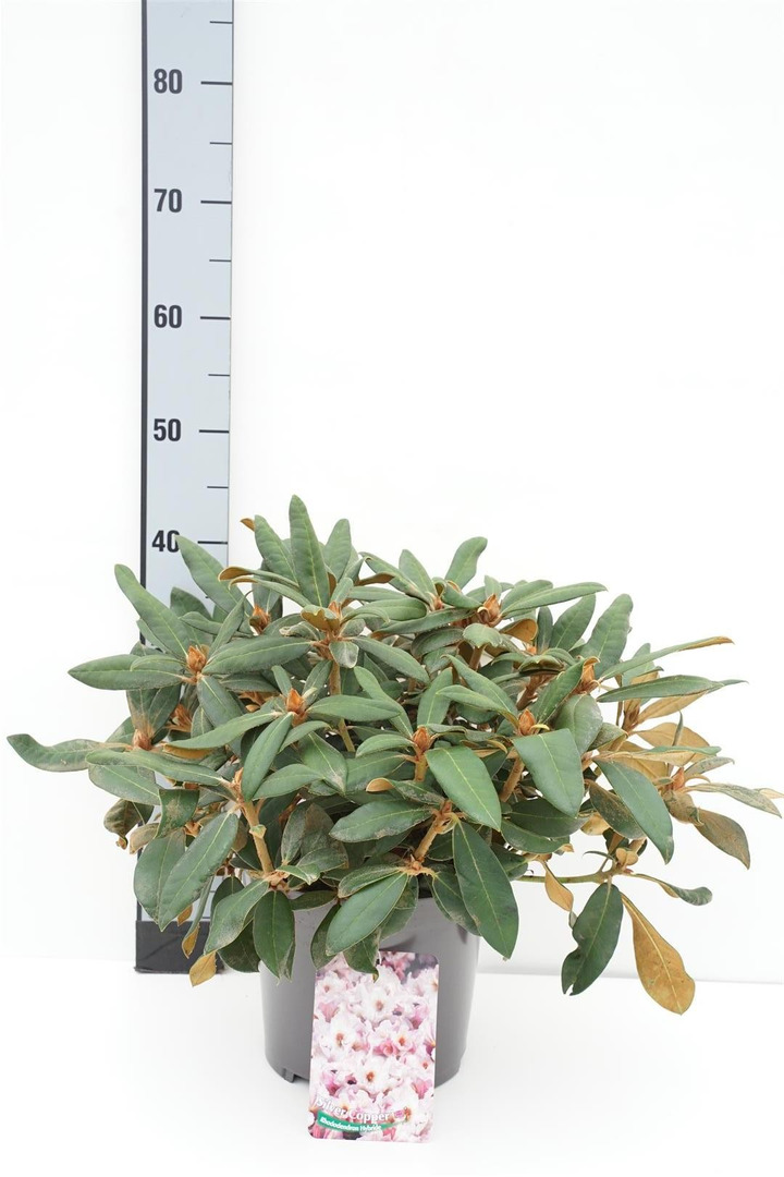 Rododendras (Lot Rhododendron) 'Silver Copper' C5/P23 25-30 CM