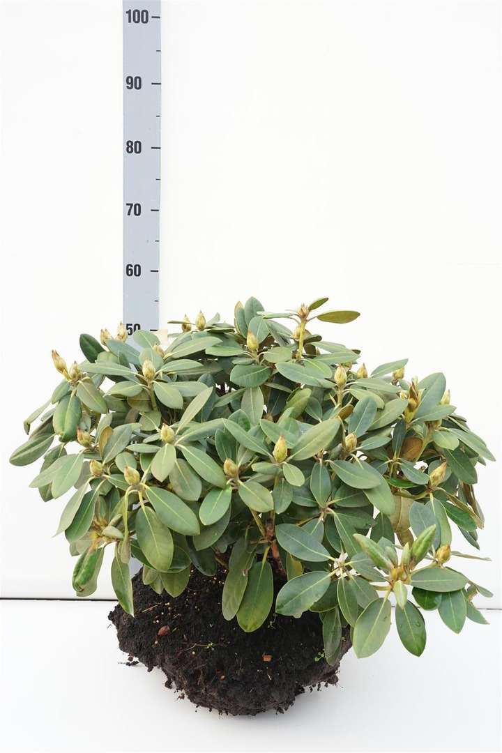 Rododendras Jakušimaninis (Lot Rhododendron (Y)) 'Silberwolke' 50-60 CM RB