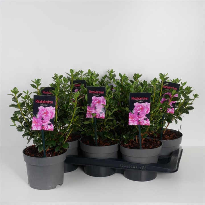 Rododendras (Lot Rhododendron) 'Thekla' C2/P17 20-25 CM