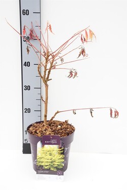 Žagrenis rūgštusis (Lot Rhus typhina) 'Tiger Eyes' C3/P19
