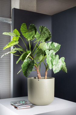 fleur ami Ø49x47cm vazonas Corum, concrete olive grey - nuotrauka 3