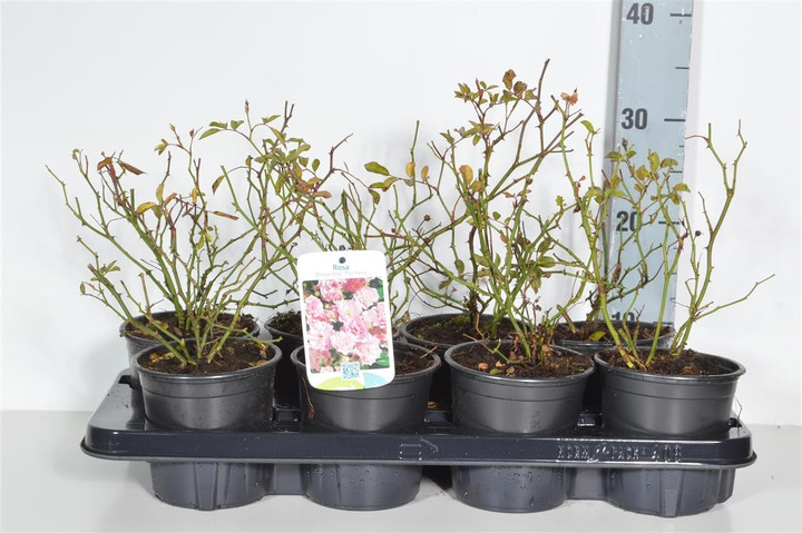 Rožė (P) (Lot Rosa (P)) 'The Fairy' C1/P13 20-25 CM