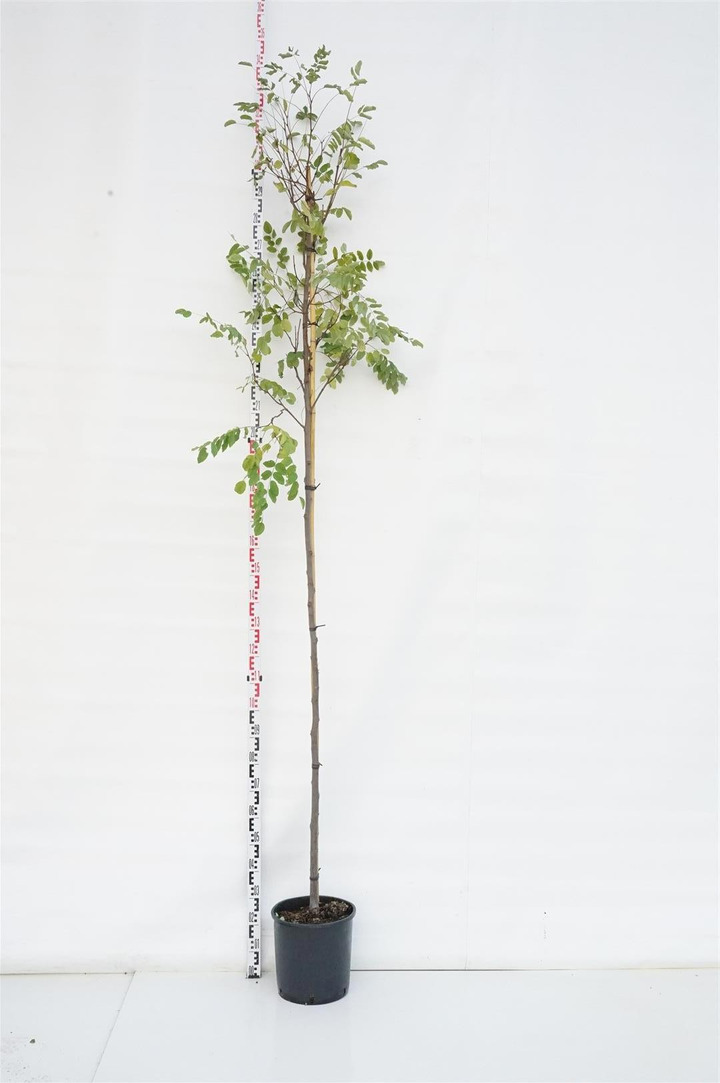 Robinija baltažiedė (Lot Robinia ps.) 'Casque Rose' C18 KAMIENO APIMTIS 8-10 CM STANDARD