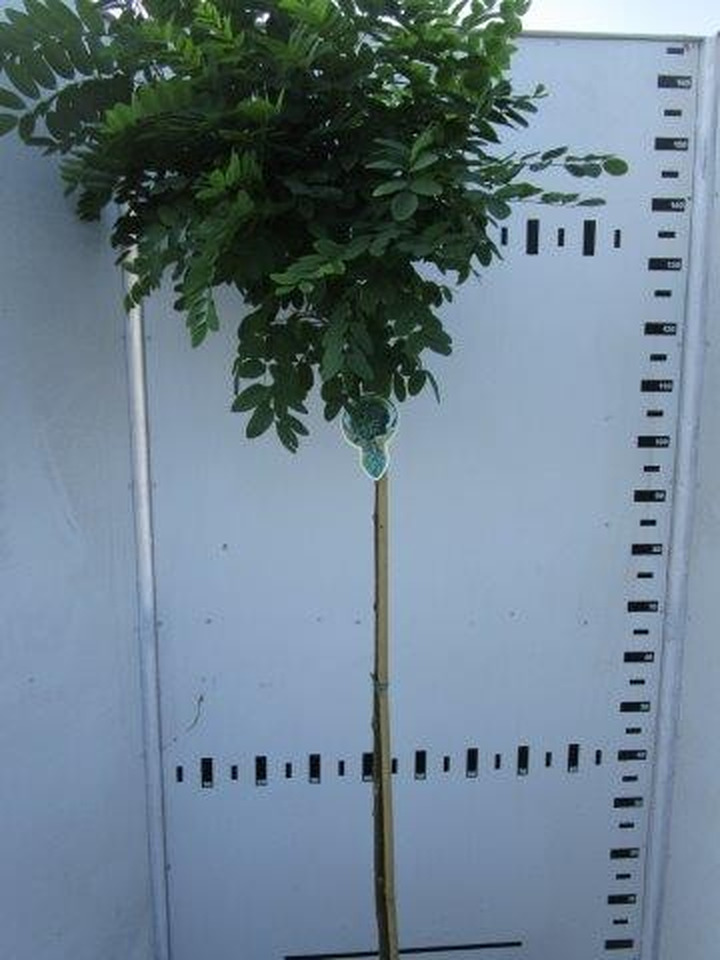 Robinija baltažiedė (Lot Robinia ps.) 'Umbraculifera' C10 STIEBAS 150 CM