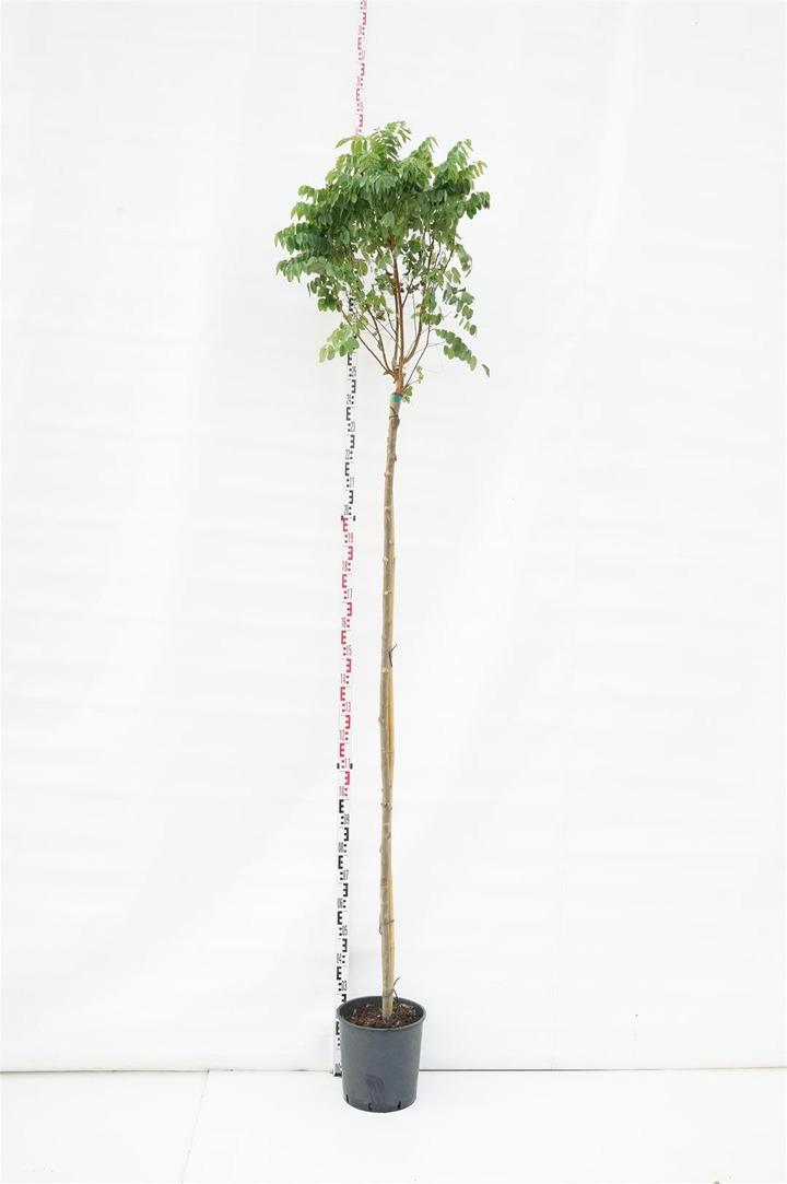 Robinija baltažiedė (Lot Robinia ps.) 'Umbraculifera'  C18 STIEBAS 200 CM KAMIENO APIMTIS 8-10 CM