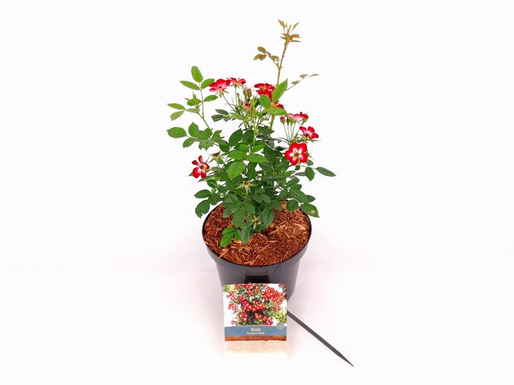 Rožė (Lot Rosa) 'Everglow Ruby' C3/P19 20-30 CM