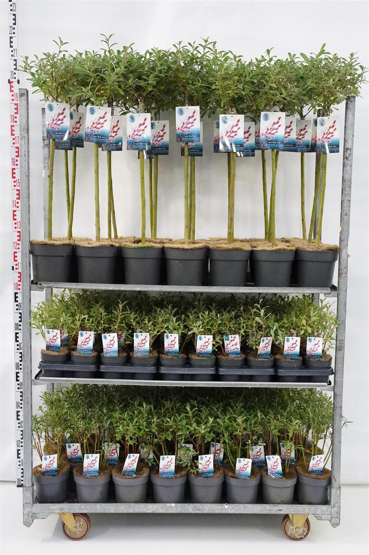 Gluosnis chaenomeloides MIX (Lot Salix chaen.) 'Mount Aso' 50x P12 + 30x C2/P17 & 1x21 C3/P19 60 CM STIEBAS