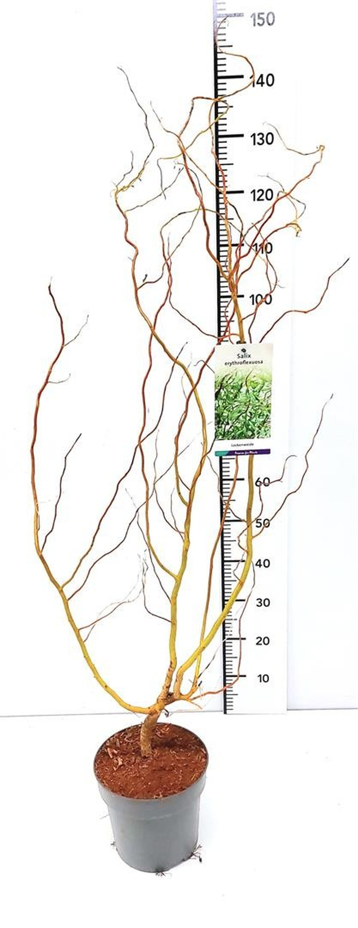 Gluosnis (Lot Salix) 'Erythroflexuosa' C5/P23 80-100 CM