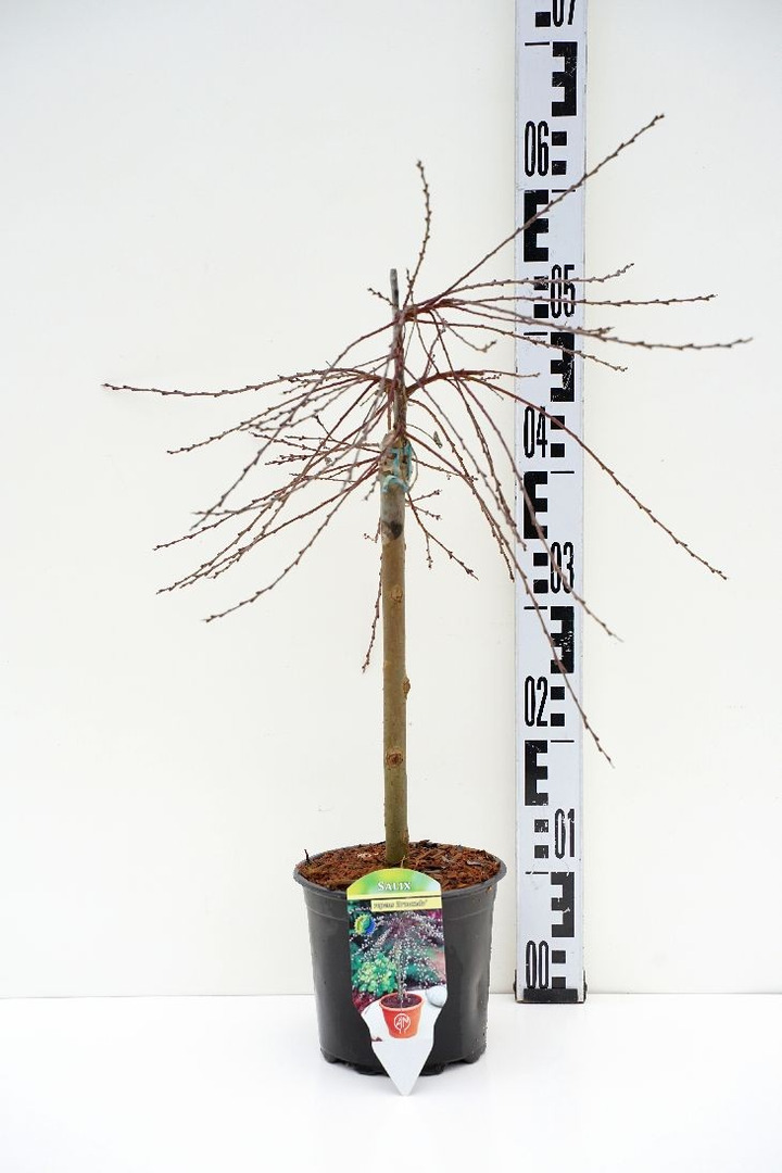Karklas gulsčiasis (Lot Salix repens) 'Armando' C1,5/P15 STIEBAS 30 CM