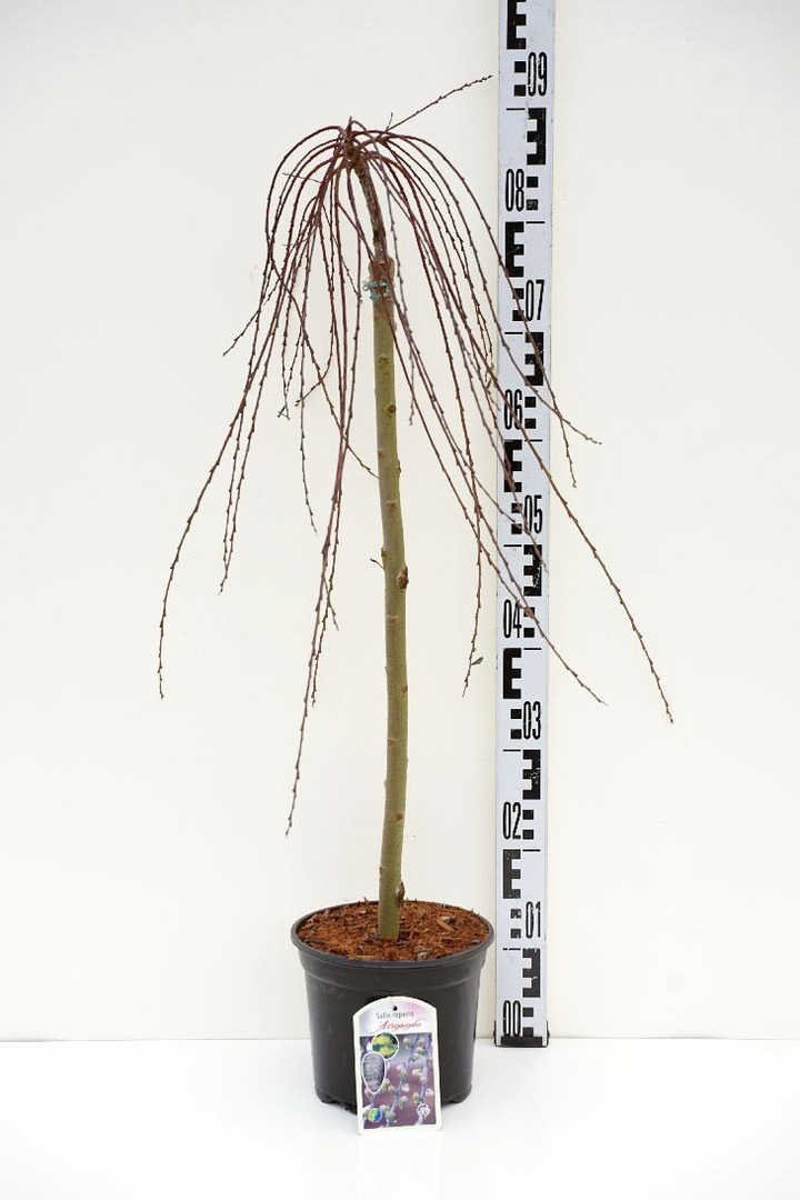 Karklas gulsčiasis (Lot Salix repens) 'Armando' C3/P19 STIEBAS 60 CM