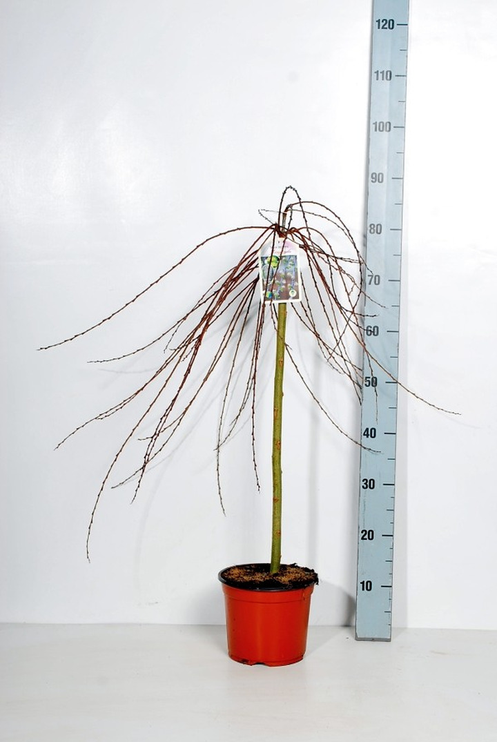 Karklas gulsčiasis (Lot Salix repens) 'Armando' C3/P19 STIEBAS 60 CM