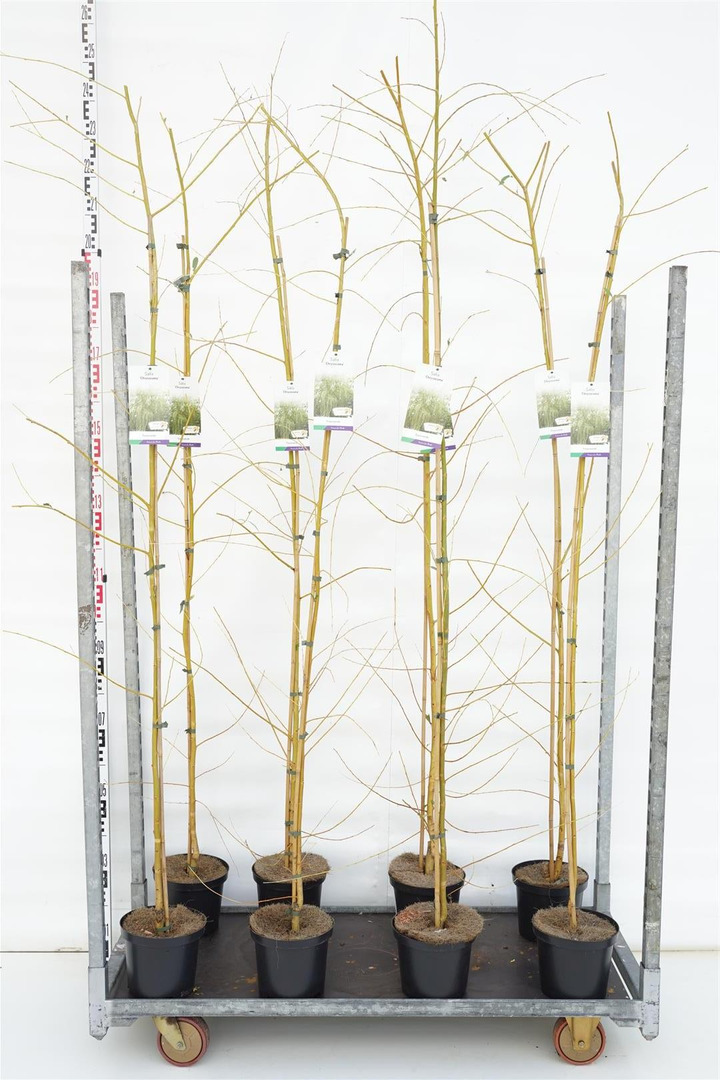 Gluosnis hibridinis (Lot Salix sepulcralis) 'Chrysocoma' C4/P21 175-250 CM