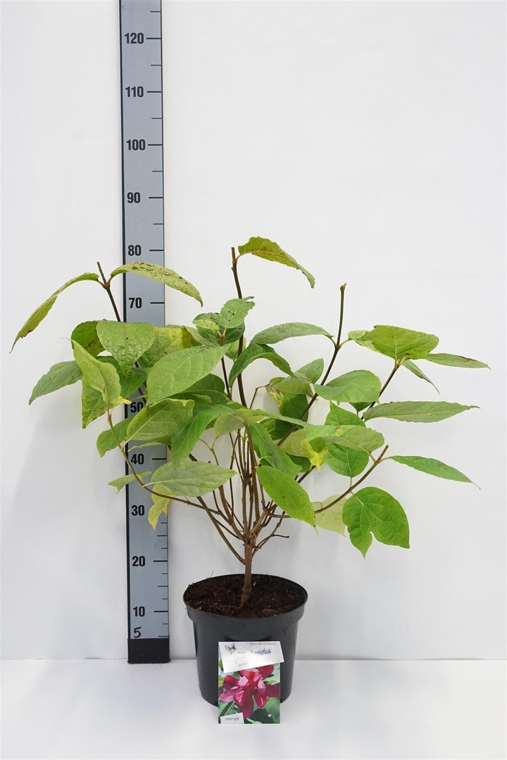 Klikantas (Lot Sinocalycalycanthus r.) 'Hartl.Wine' C5/P23 40-50 CM