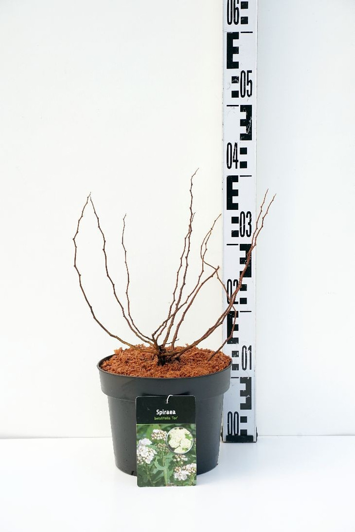 Lanksva beržalapė (Lot Spiraea betulifolia) 'Tor' C3/P19 30-35 CM