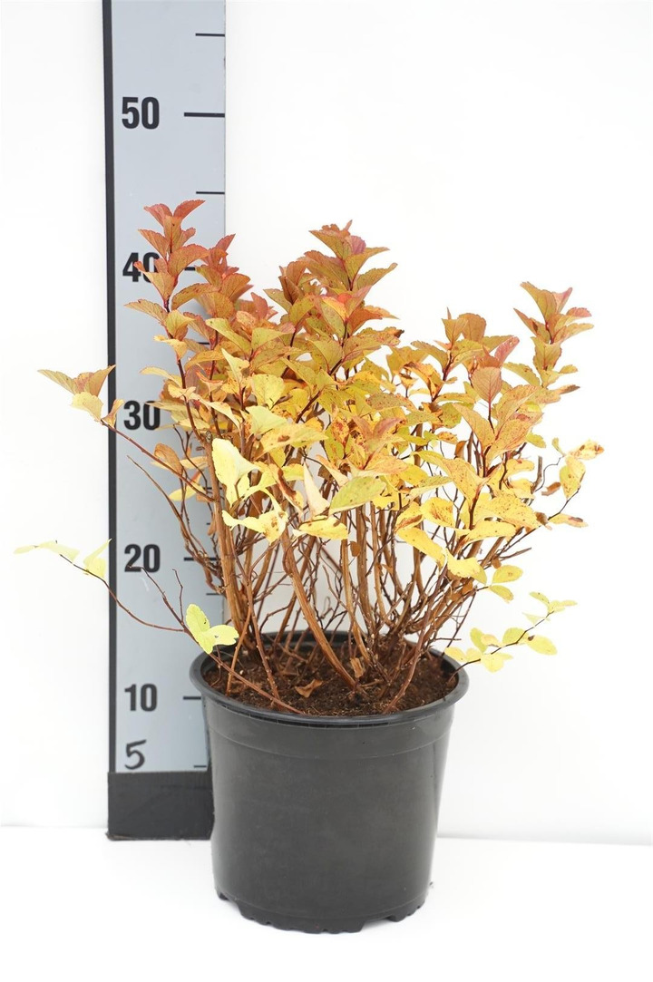 Tankiažiedė lanksva (Lot Spiraea densiflora)  C3/P19 25-30 CM