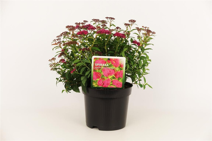 Japoninė lanksva (Lot Spiraea jap.) 'Country Red' C1,5/P15 20-25 CM