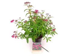 Japoninė lanksva (Lot Spiraea jap.) 'Country Red' C1,5/P15 20-25 CM - nuotrauka 2