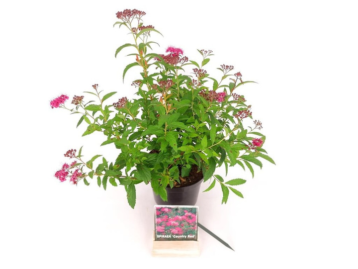 Japoninė lanksva (Lot Spiraea jap.) 'Country Red' C1,5/P15 20-25 CM