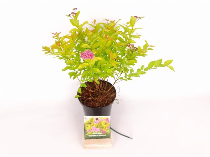 Japoninė lanksva (Lot Spiraea jap.) 'Golden Princess' C1,5/P15 20-25 CM