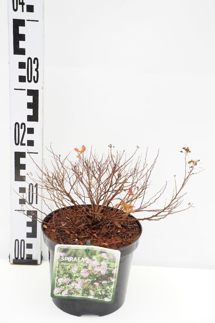 Japoninė lanksva (Lot Spiraea jap.) 'Little Princess' C1,5/P15 20-25 CM