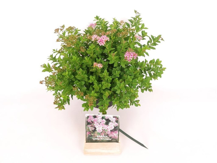 Japoninė lanksva (Lot Spiraea jap.) 'Little Princess' C1,5/P15 20-25 CM