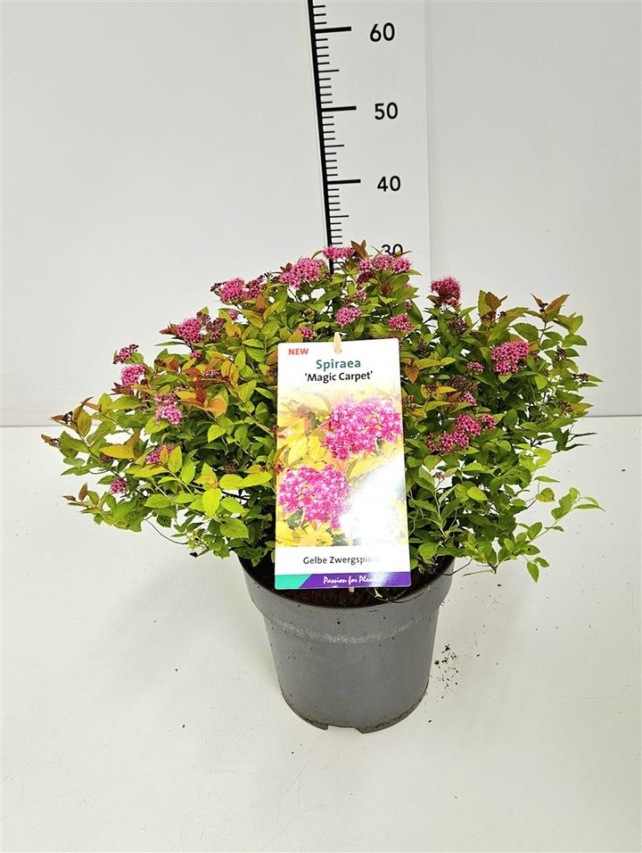 Japoninė lanksva (Lot Spiraea jap.) 'Magic Carpet' C5/P23 30-40 CM