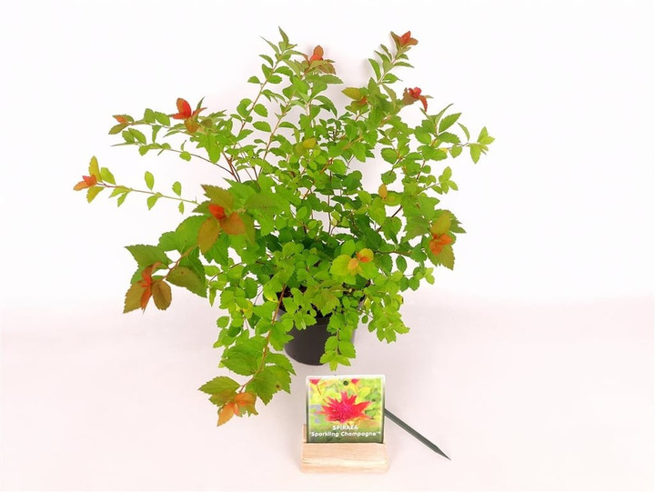 Japoninė lanksva (Lot Spiraea jap.) 'Sparkling Champagne' C1,5/P15 20-25 CM